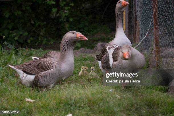 12 Paula Gosling Stock Photos, HighRes Pictures, and Images Getty Images
