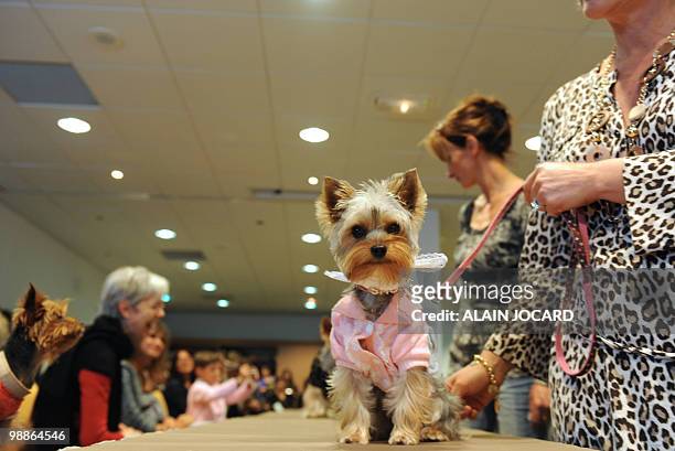 Dog dressed with "ready-to-wear" clothes is paraded in front of a jury on May 5, 2010 in Rennes, during the first canine ready-to-wear competition,...