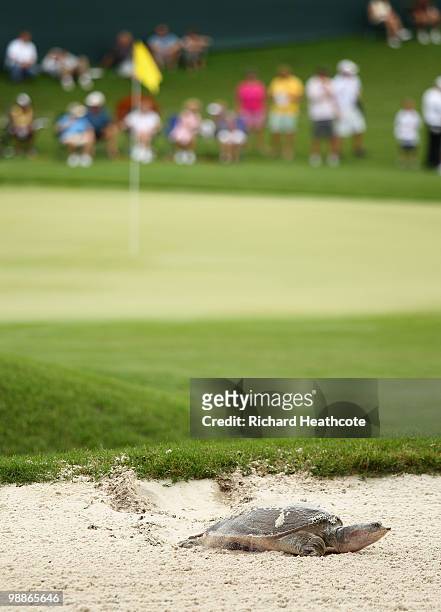 Turtle kicks up sand in a bunker on the 16th during a practice round prior to the start of THE PLAYERS Championship held at THE PLAYERS Stadium...