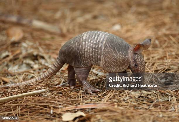 An armadillo is seen around the golf course during a practice round prior to the start of THE PLAYERS Championship held at THE PLAYERS Stadium course...