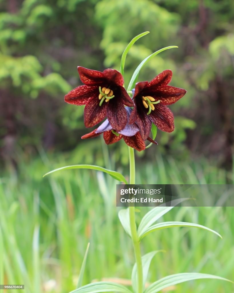 Chocolate Iris