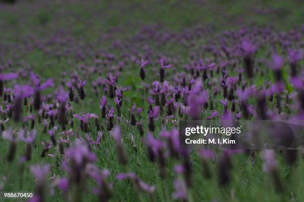 french lavender - french lavender stock pictures, royalty-free photos & images