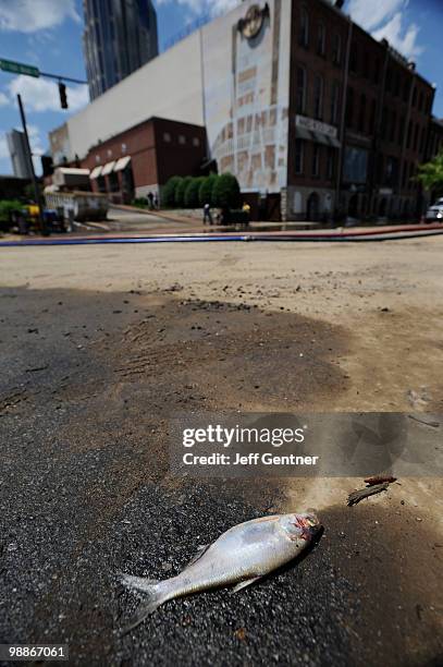 Dead fish lays in the middle of historic First Avenue outside of the Hard Rock Cafe as flood clean-up continues on May 5, 2010 in Nashville,...