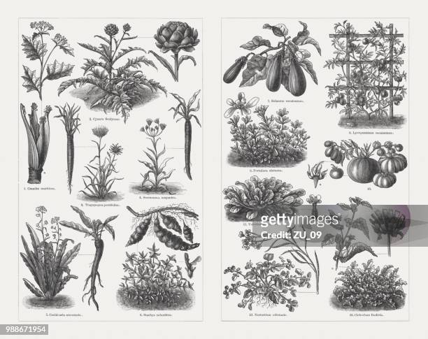 ilustraciones, imágenes clip art, dibujos animados e iconos de stock de verduras, grabados en madera, publicaron en 1897 - rábano picante