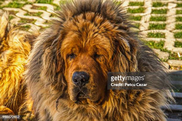 young tibetan mastiff - big dog little dog stock pictures, royalty-free photos & images
