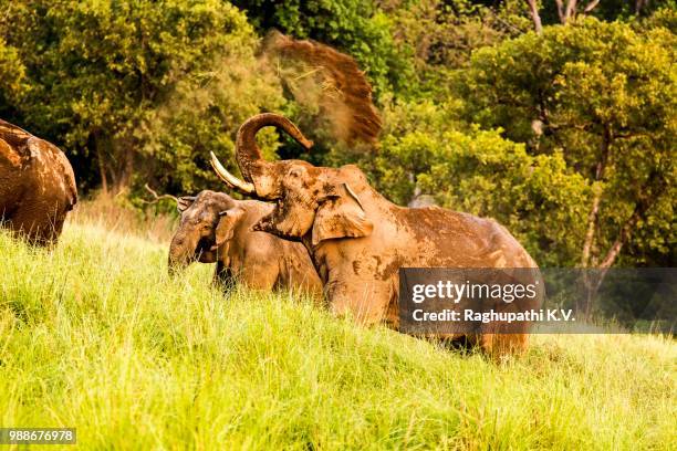 mud bath - tusker - tusker stock pictures, royalty-free photos & images