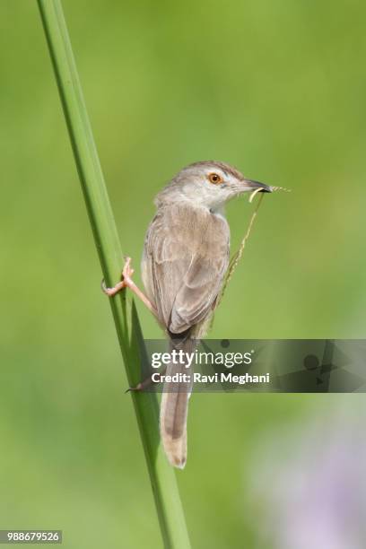 plain prinia - thrasher stock pictures, royalty-free photos & images