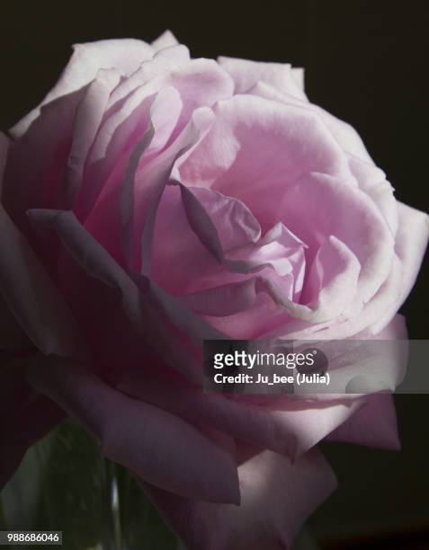 a rose by any other name - julia rose - fotografias e filmes do acervo