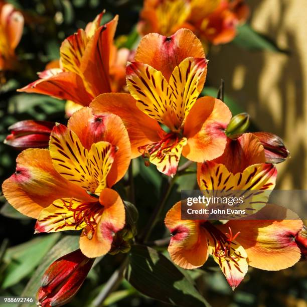 alstroemeria flowers - alstroemeria stock pictures, royalty-free photos & images