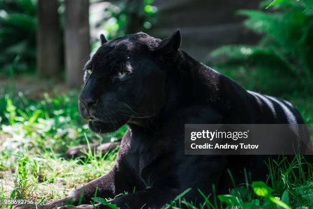 black jaguar (panthera onca) lying on grass, moscow, russia - moscow zoo imagens e fotografias de stock