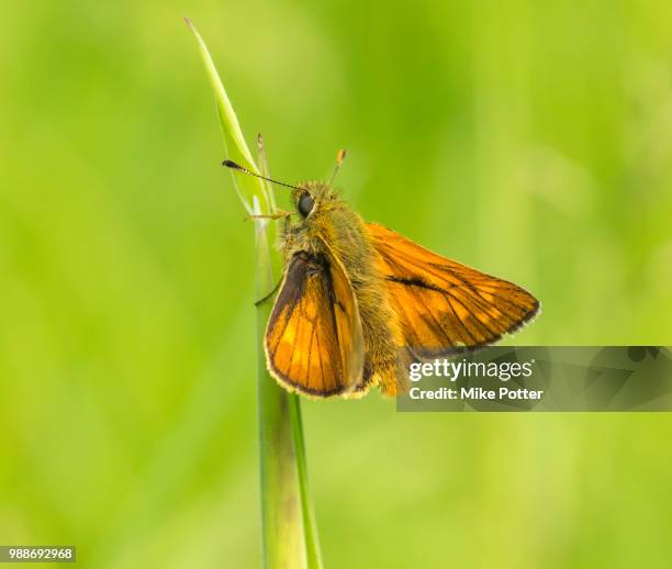 female large skipper butterfly (ochlodes sylvanus) - hesperiidae stock pictures, royalty-free photos & images