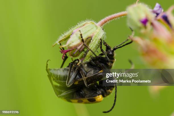 Two Mating Insects Mating Insects Photos and Premium High Res Pictures - Getty Images