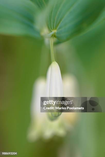 solomon's seal - freshness seal stock pictures, royalty-free photos & images