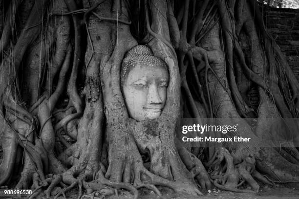 ayutthaya - the head - margaux stock-fotos und bilder