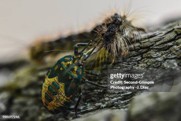 23 Predacious Stock Photos, High-Res Pictures, and Images - Getty Images