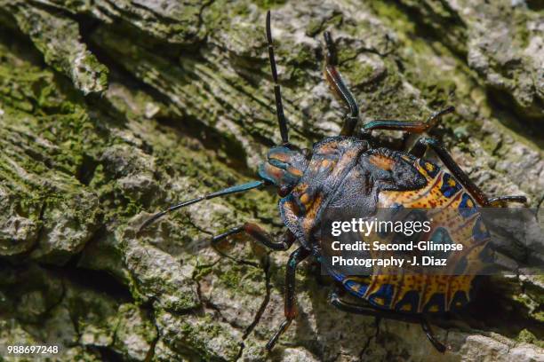 23 Predacious Stock Photos, High-Res Pictures, and Images - Getty Images