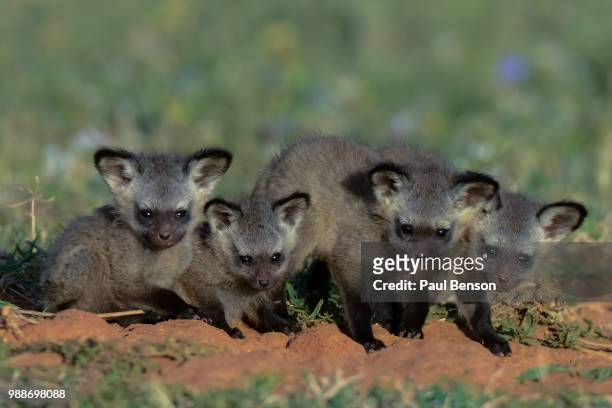 bat eared fox cubs - bat eared fox stock pictures, royalty-free photos & images