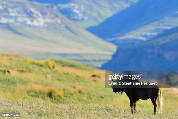 black wildebeest - black wildebeest stock pictures, royalty-free photos & images