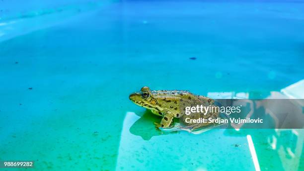 frog reflection - anura stock pictures, royalty-free photos & images