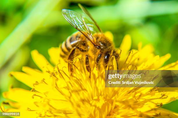 worker bee - worker bee stock pictures, royalty-free photos & images