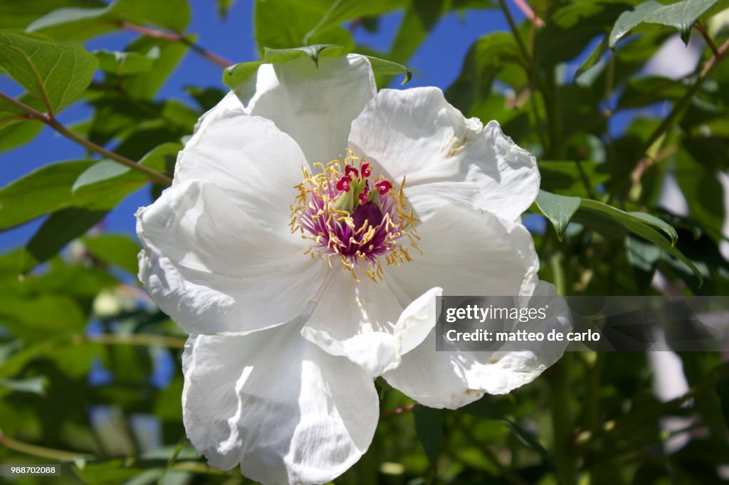 Cloud -flower.jpg