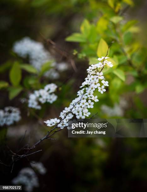 spirea - spirea stock pictures, royalty-free photos & images