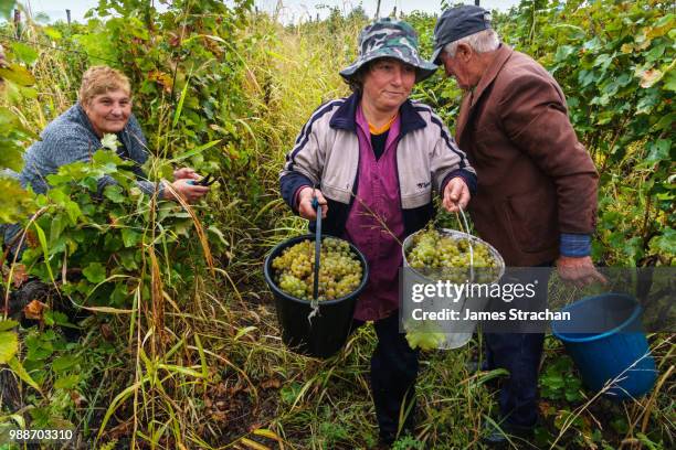 harvesting rkatsiteli grapes, ikalto, near telavi, georgia, central asia, asia - james strachan stock pictures, royalty-free photos & images