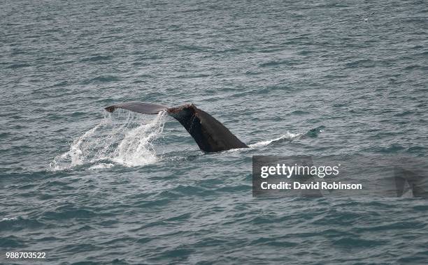 tail tale - whale tale stock pictures, royalty-free photos & images