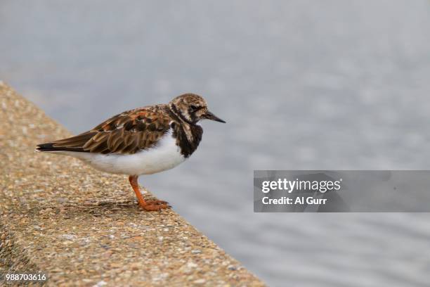 turnstone on the river deben, suffolk uk - deben stock pictures, royalty-free photos & images