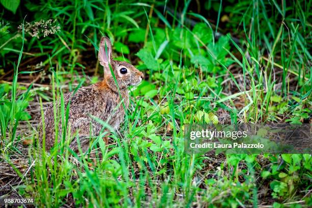 cottontail - cottontail stock pictures, royalty-free photos & images