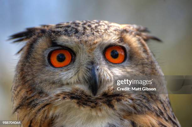 superb close up of european eagle owl with bright orange eyes an - superb stock pictures, royalty-free photos & images