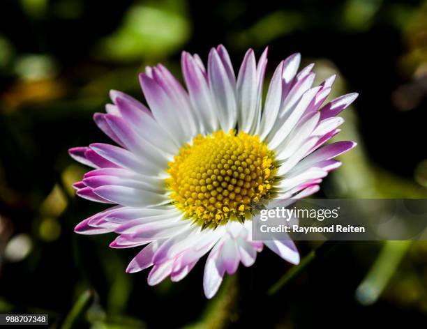 little flower - reifen stock pictures, royalty-free photos & images