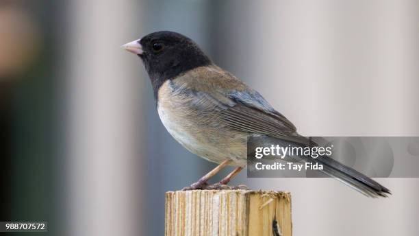 dark-eyed junco - dark eyed junco stock pictures, royalty-free photos & images