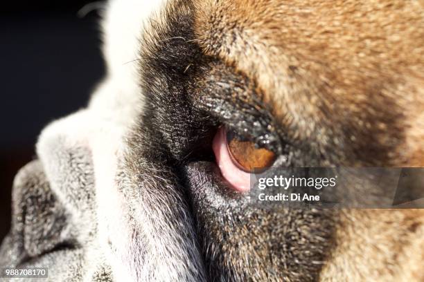 charlie the british bulldog - ane stock pictures, royalty-free photos & images