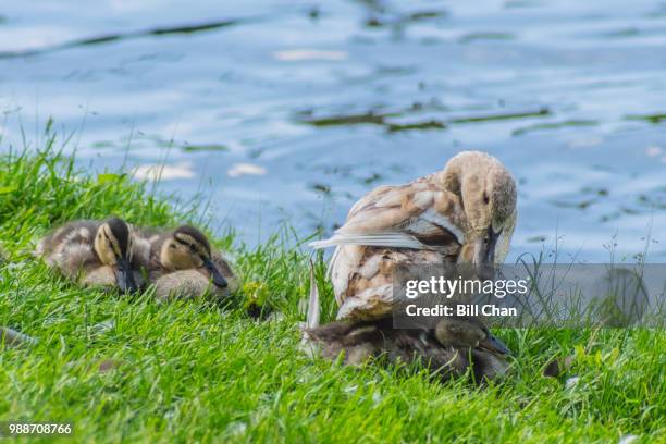 mother's love - aythyinae stock pictures, royalty-free photos & images