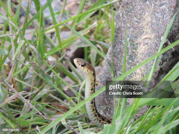 sneaky snake - water snake stock pictures, royalty-free photos & images