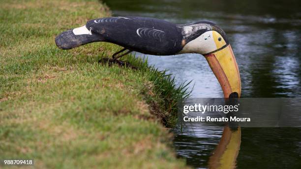 will be true - tufted puffin stock pictures, royalty-free photos & images