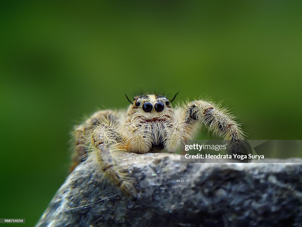 That cute eyes