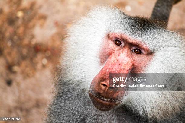 434点のマントヒヒのストックフォト Getty Images 434点のマントヒヒのストックフォト Getty Images