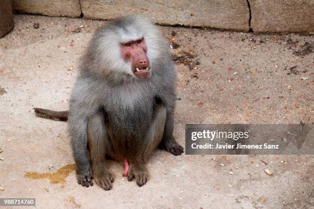 fauna - hamadryas baboon stock pictures, royalty-free photos & images
