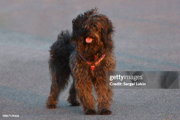 hi, my name is pixel - bouvier des flandres ストックフォトと画像