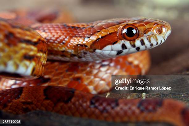 corn snake - herpetology stock pictures, royalty-free photos & images