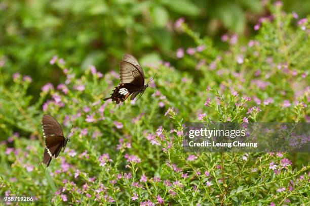 butterflies are chasing each other in garden - chasing butterflies stock pictures, royalty-free photos & images