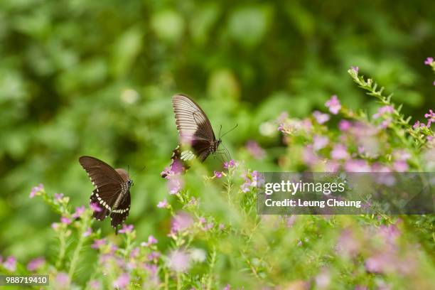 butterflies are chasing each other in the garden - chasing butterflies stock pictures, royalty-free photos & images
