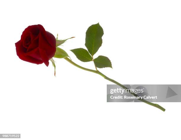 rosa royal william, fragrant red rose bud & leaf on white. - haslemere stock pictures, royalty-free photos & images