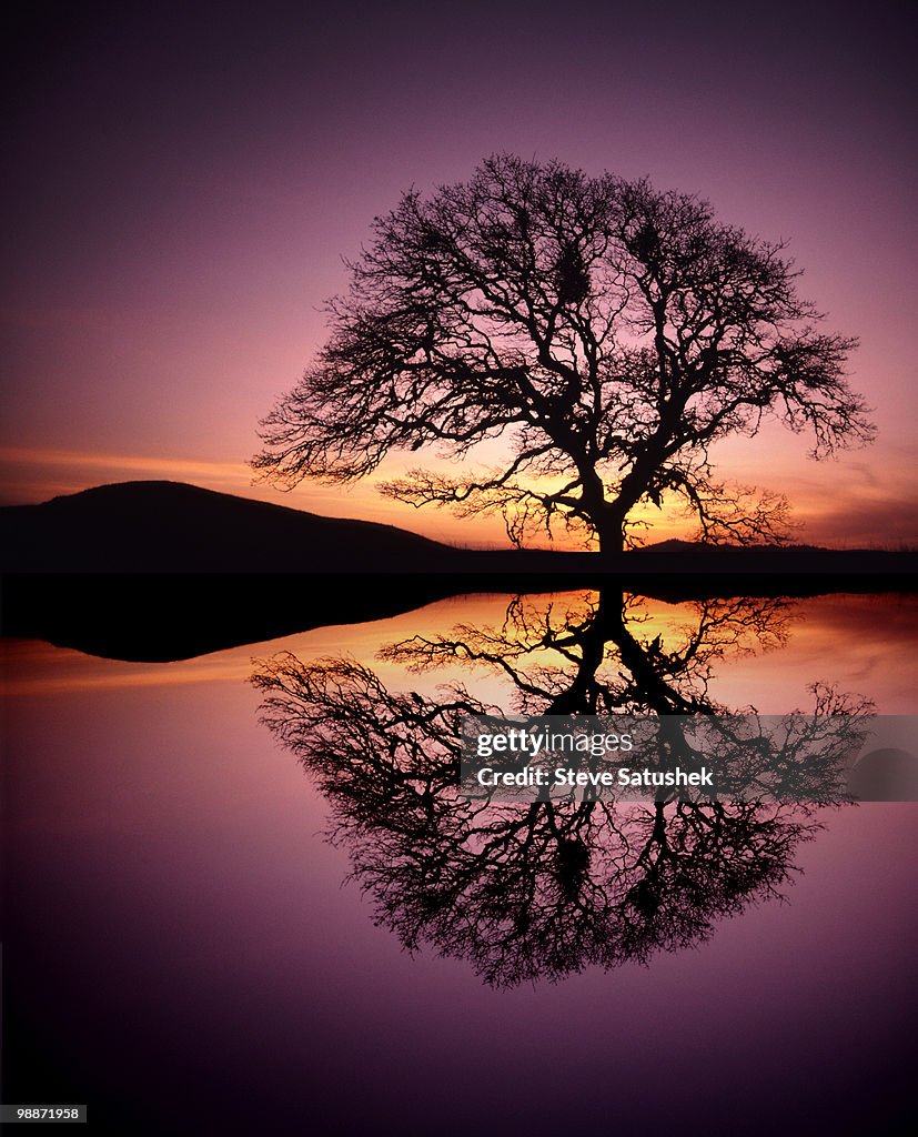 Oak tree reflection at sunset