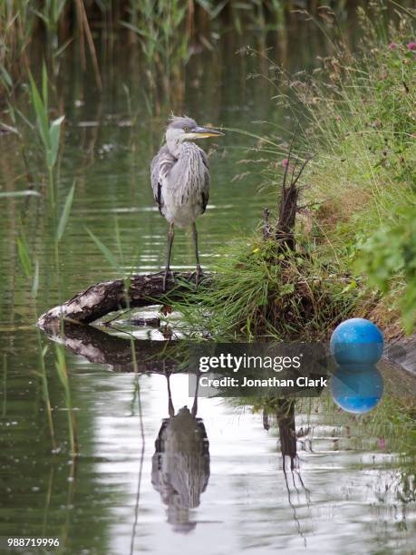 can i have my ball back, please? - jonathan clark stock-fotos und bilder