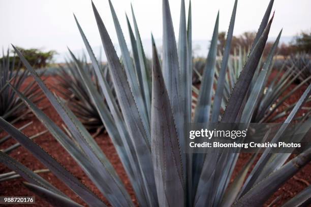 blue agave plants grow - agave azul - fotografias e filmes do acervo