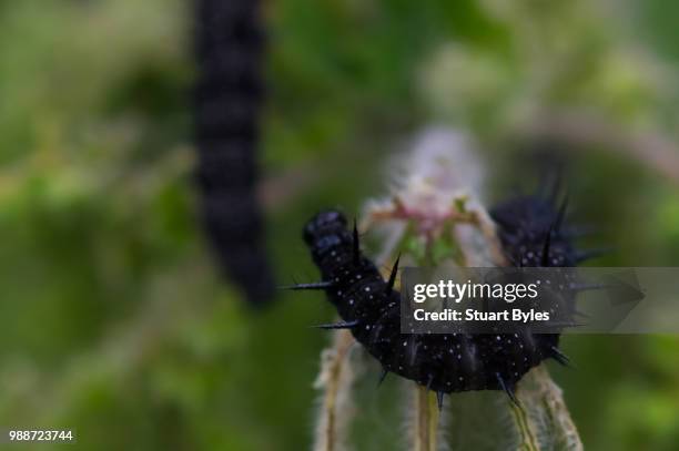 black beauty - black beauty stockfoto's en -beelden