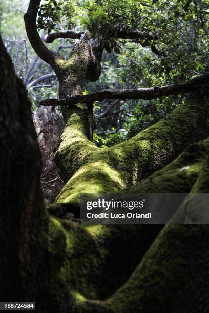 the coat of mossy green - green coat - fotografias e filmes do acervo